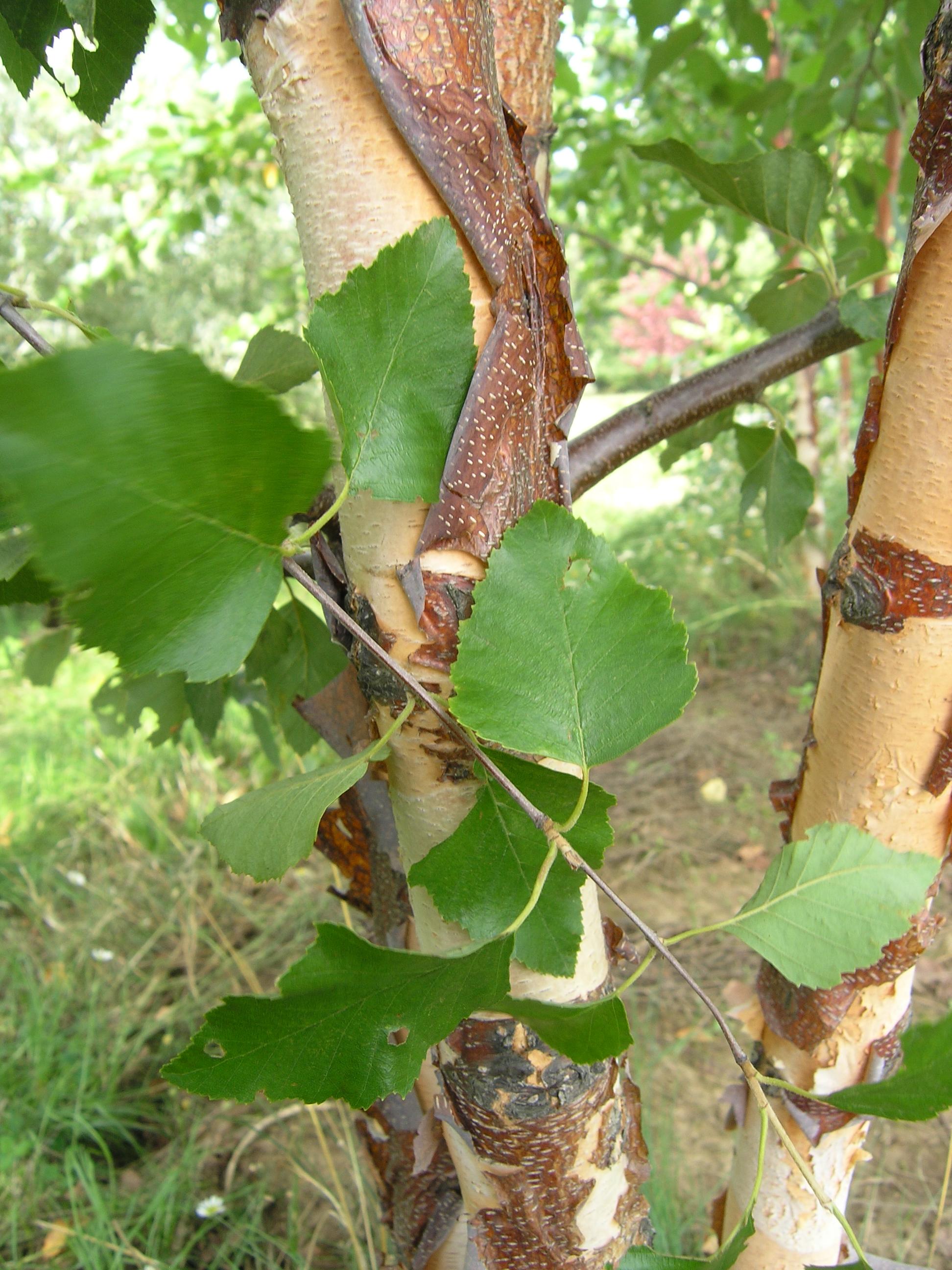 Betula nigra ‘Heritage’